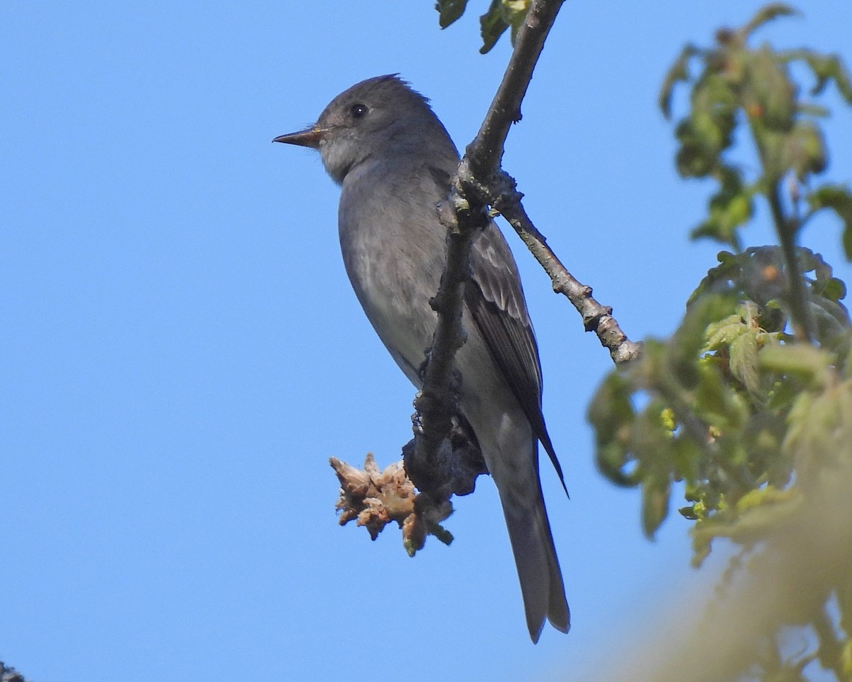 Western Wood-Pewee - ML572269451