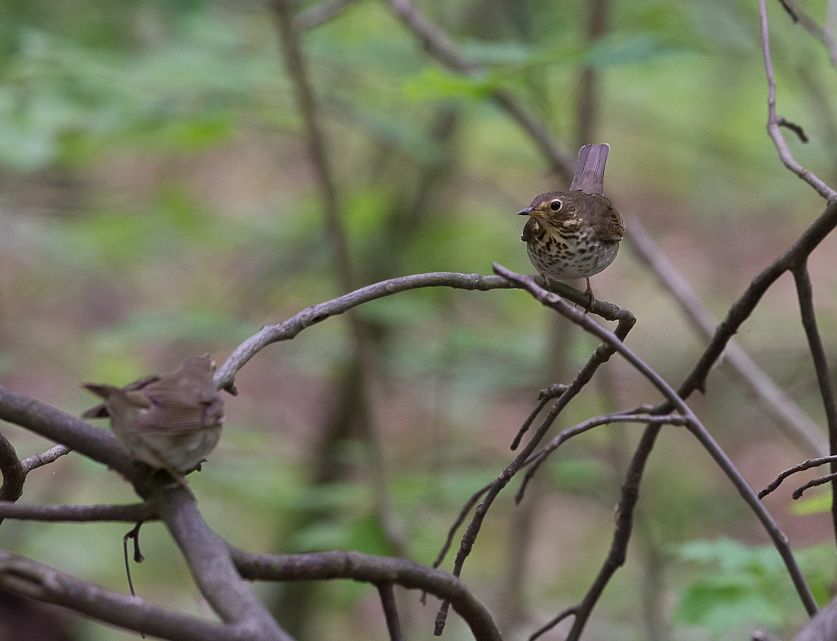 Swainson's Thrush - ML572270361