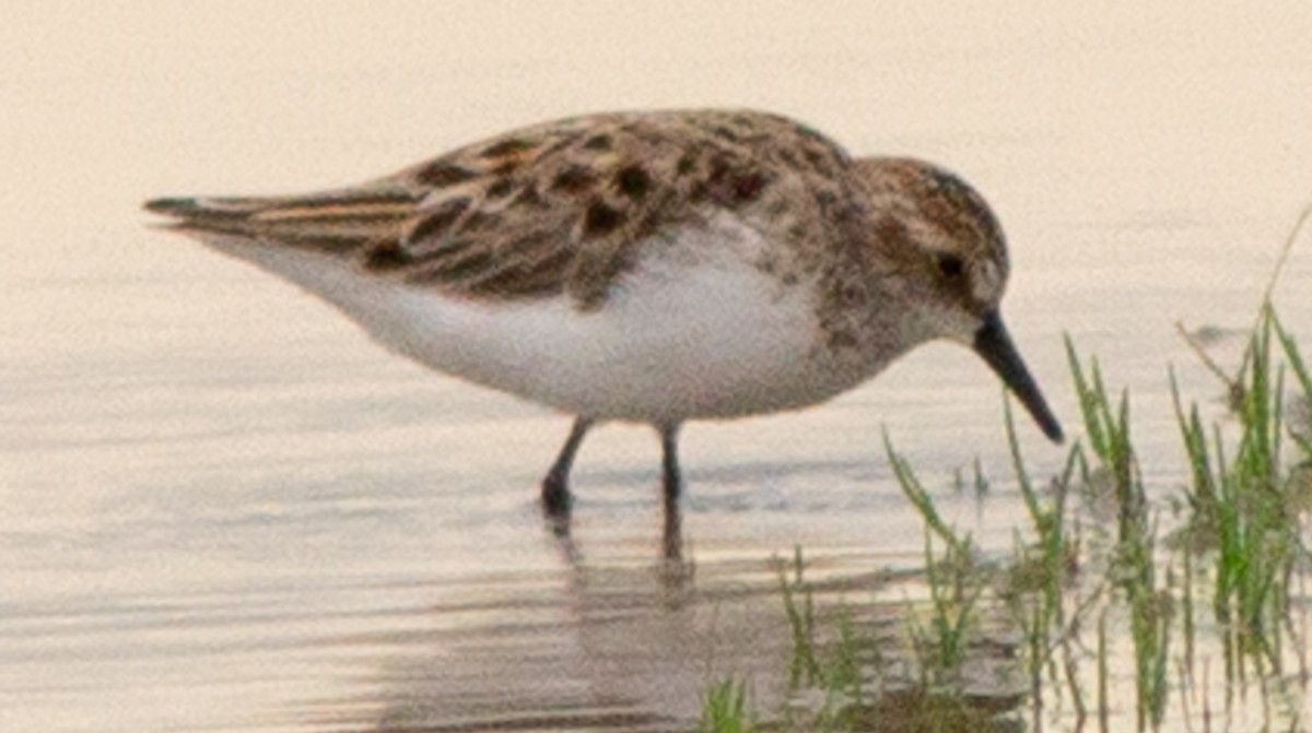 Semipalmated Sandpiper - ML572273231