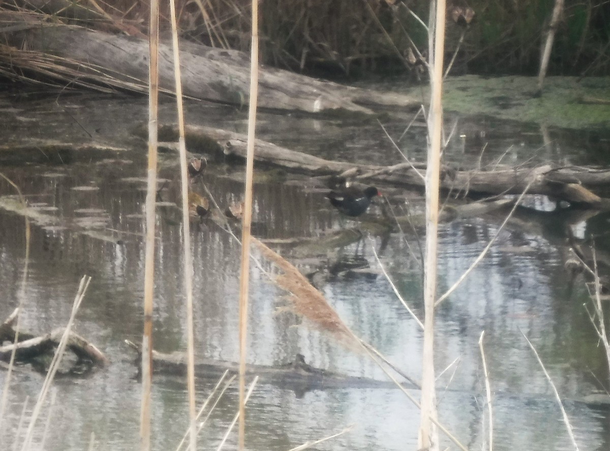 Common Gallinule - ML572273921