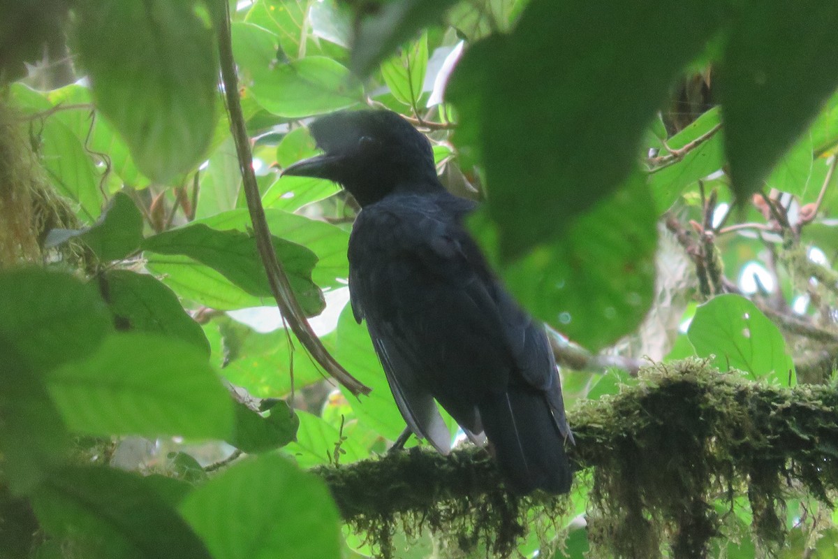 Эквадорская зонтичная птица - ML572274531