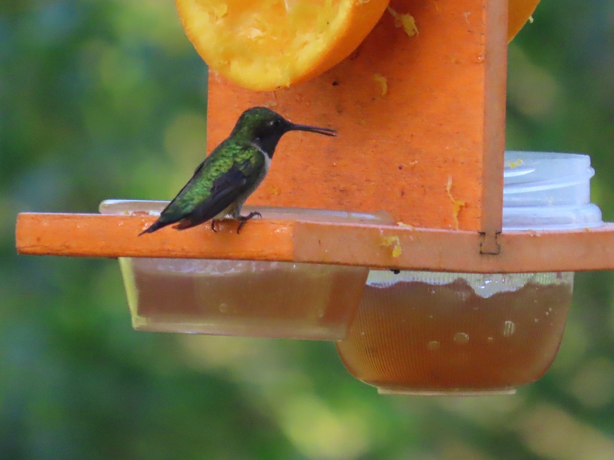 Ruby-throated Hummingbird - ML572276501