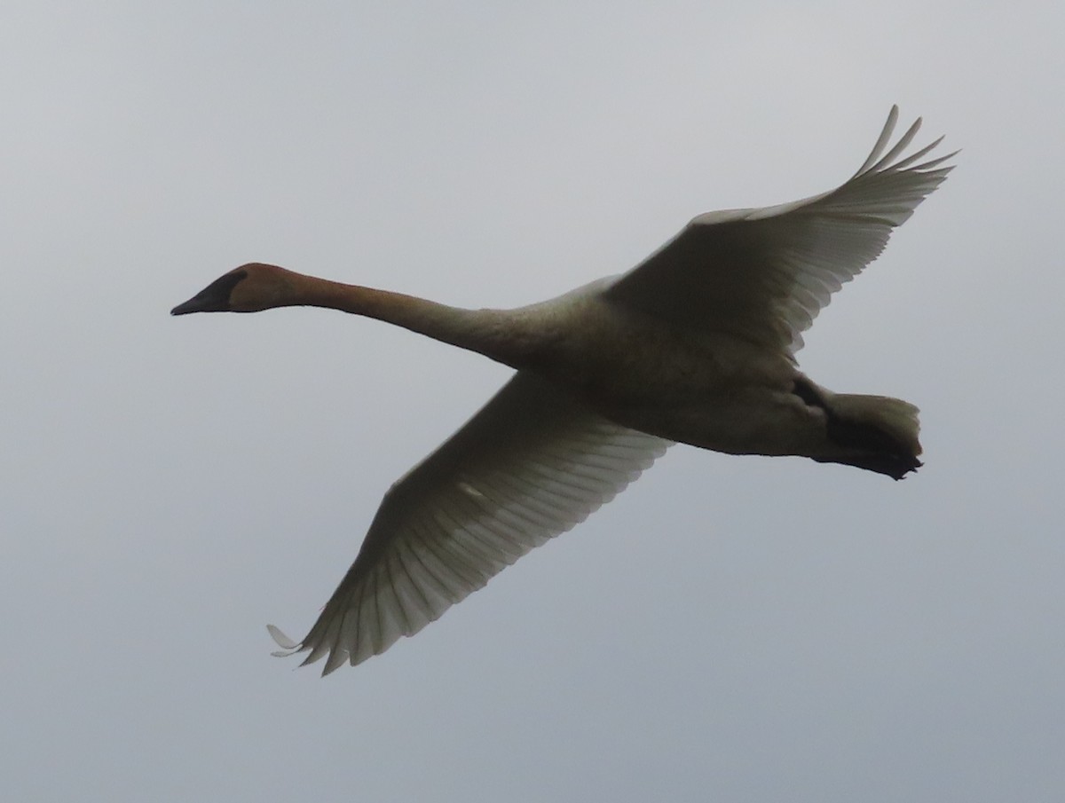 Trumpeter Swan - ML572276601