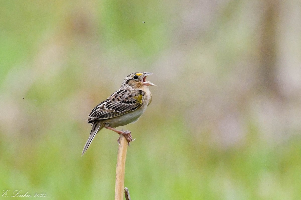 Grasshopper Sparrow - ML572277371