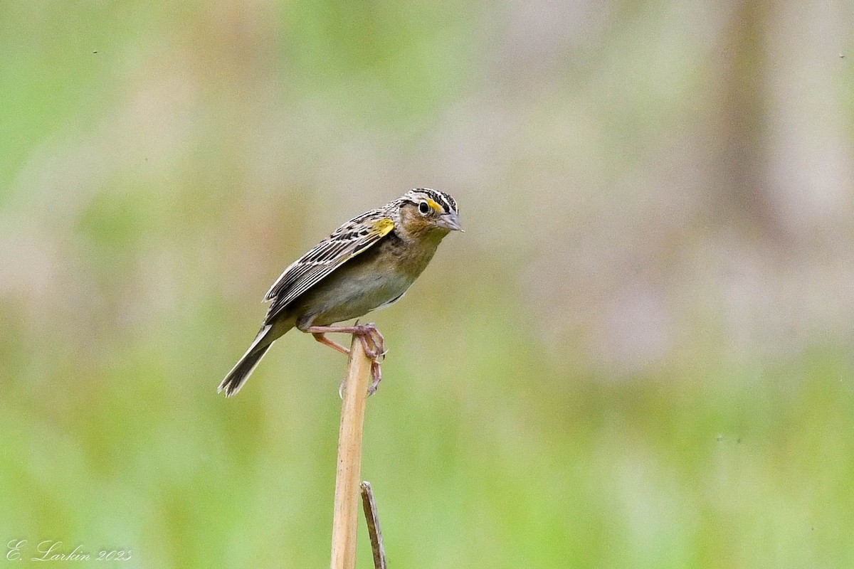 Grasshopper Sparrow - ML572277421