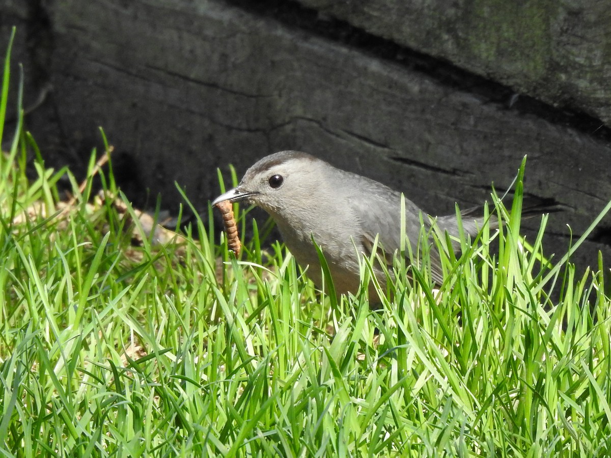 Gray Catbird - ML572277811