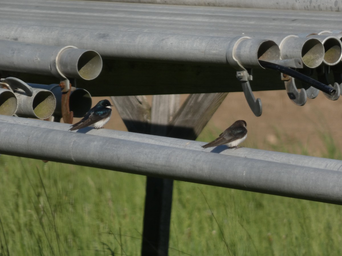 Golondrina Bicolor - ML572277851