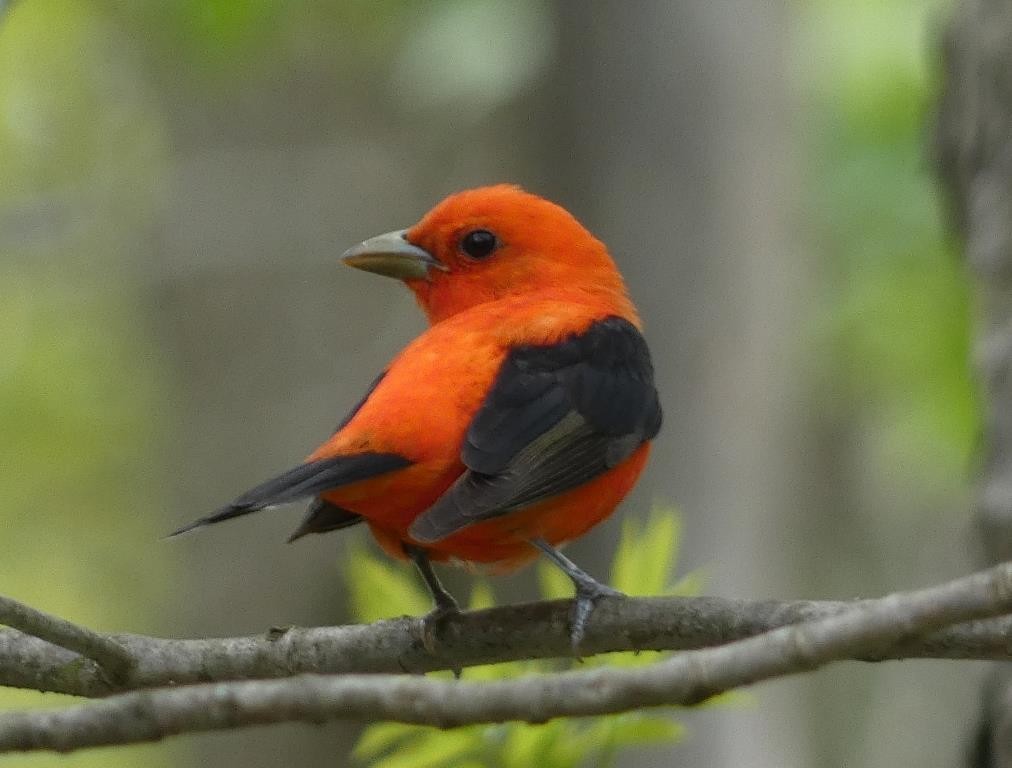 Scarlet Tanager - ML572278851