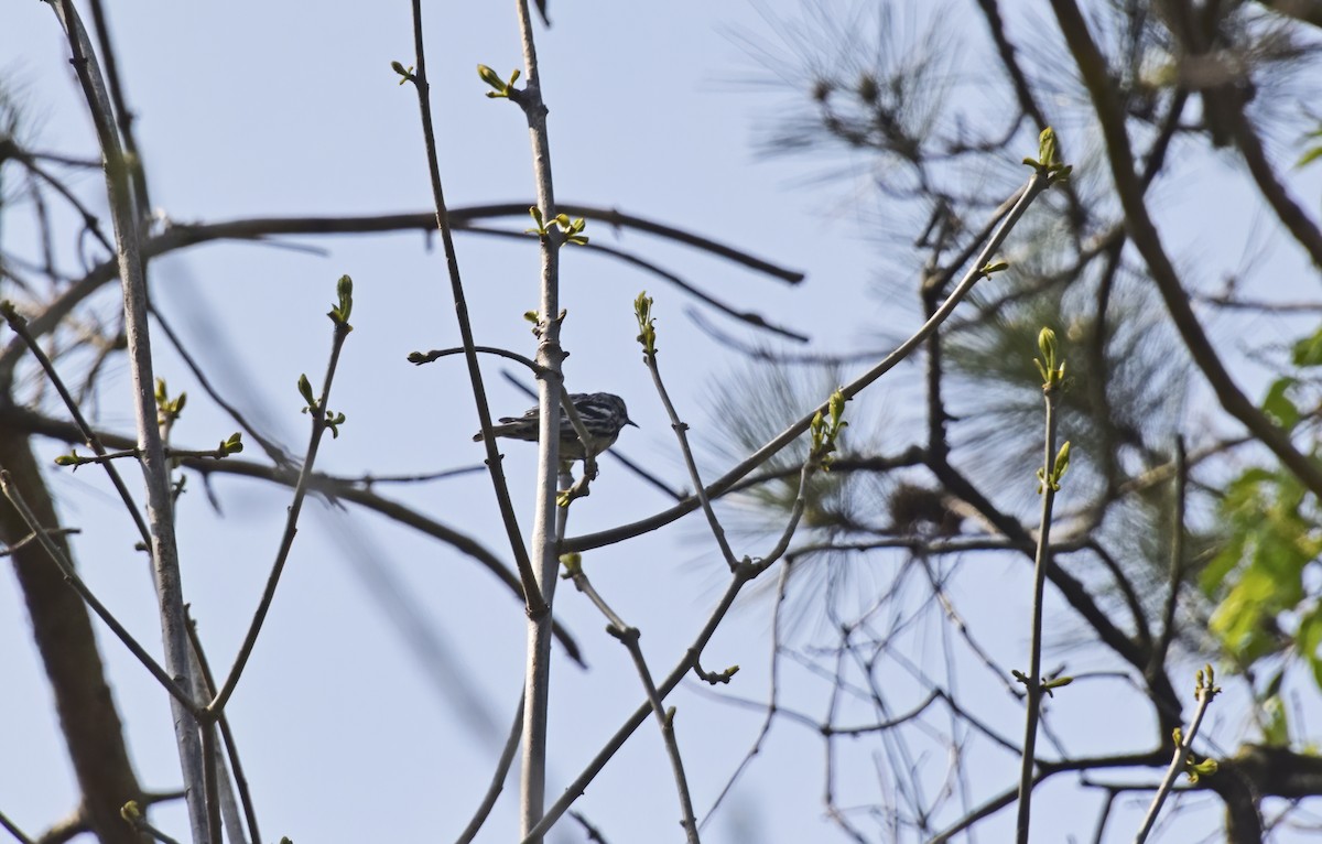 Black-and-white Warbler - ML572279381