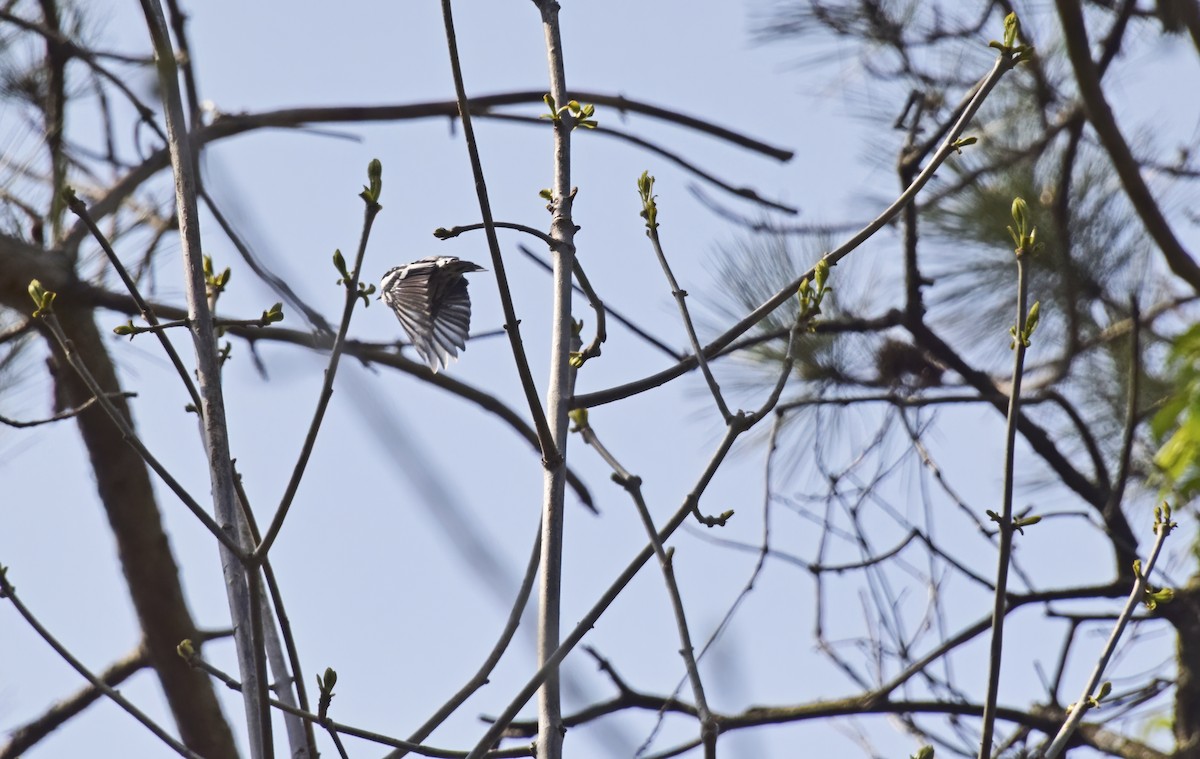 Black-and-white Warbler - Robert Allie