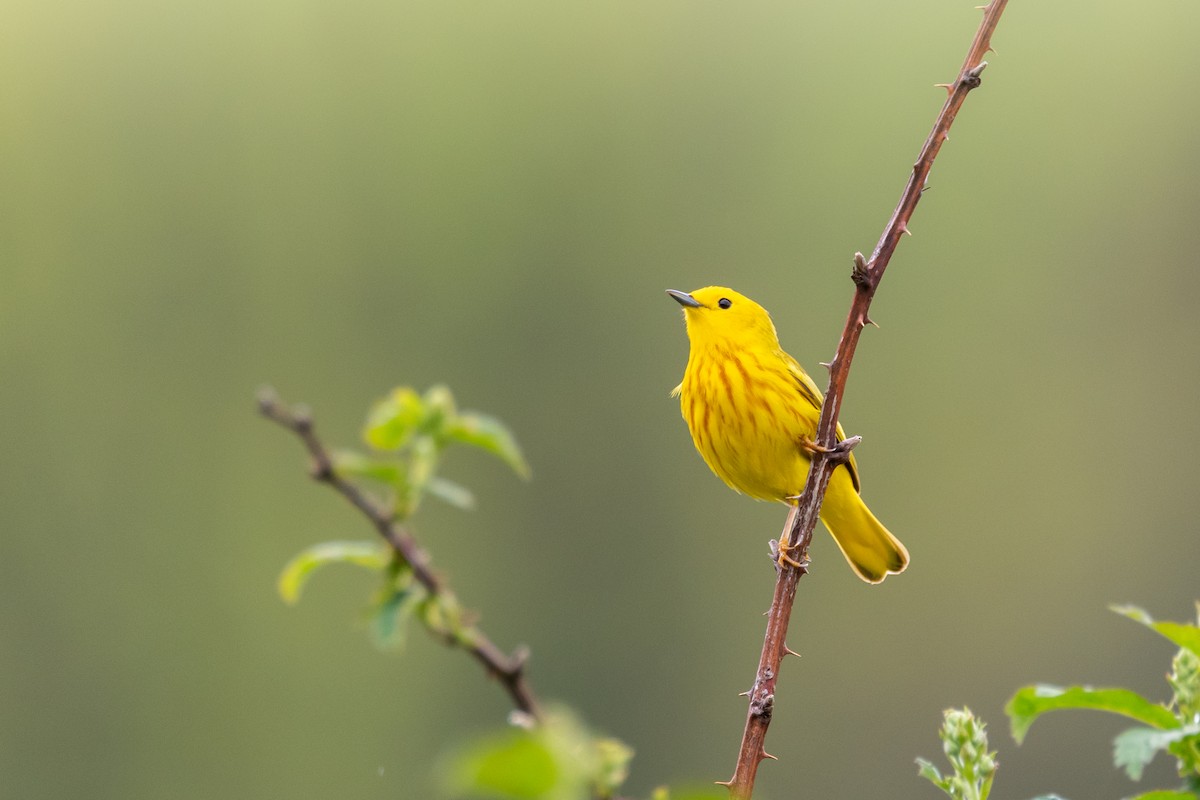 Yellow Warbler - ML572280041