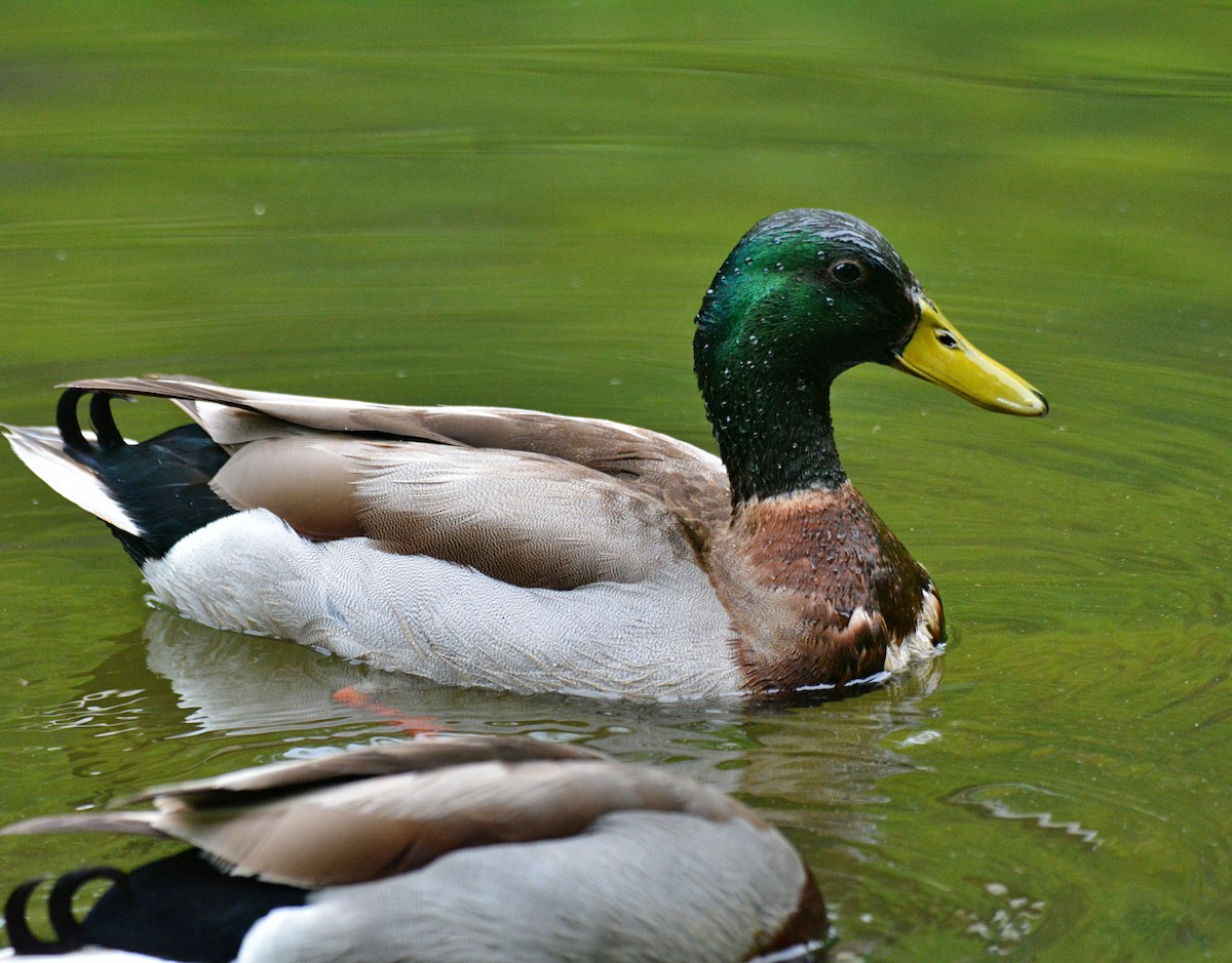 Mallard - Joel & Paula Farwell