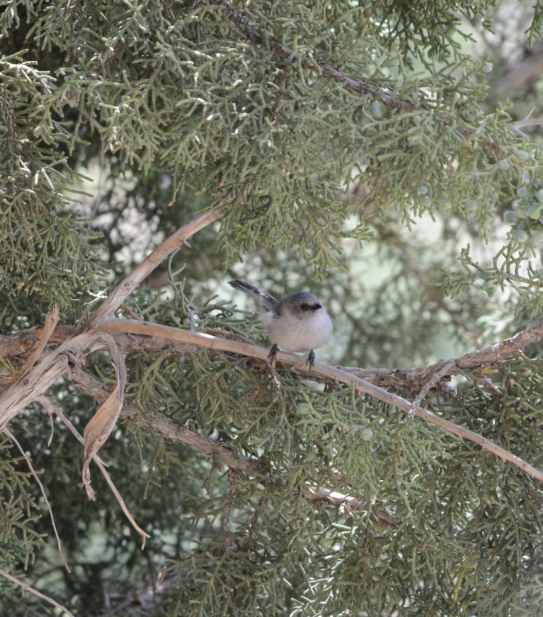 Bushtit - Taylor Abbott
