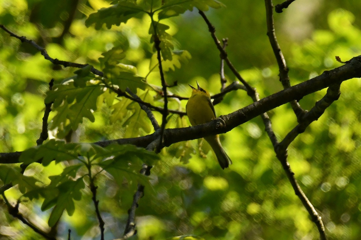 Blue-winged Warbler - ML572280911