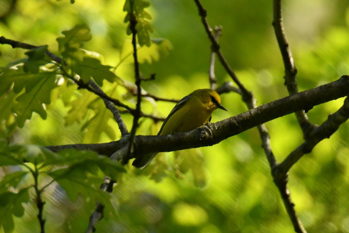 Blauflügel-Waldsänger - ML572280921