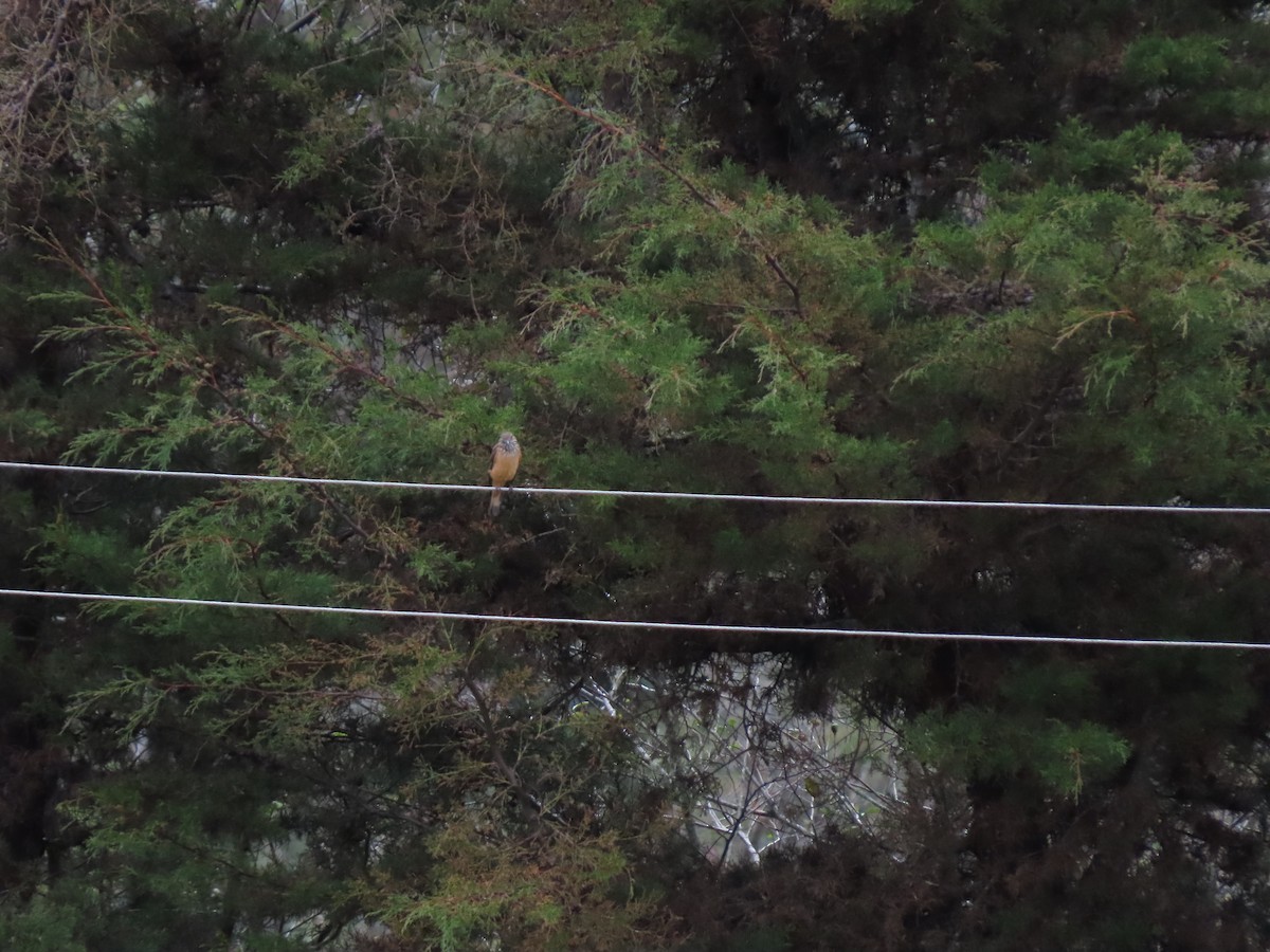 Streak-throated Bush-Tyrant - ML572281591