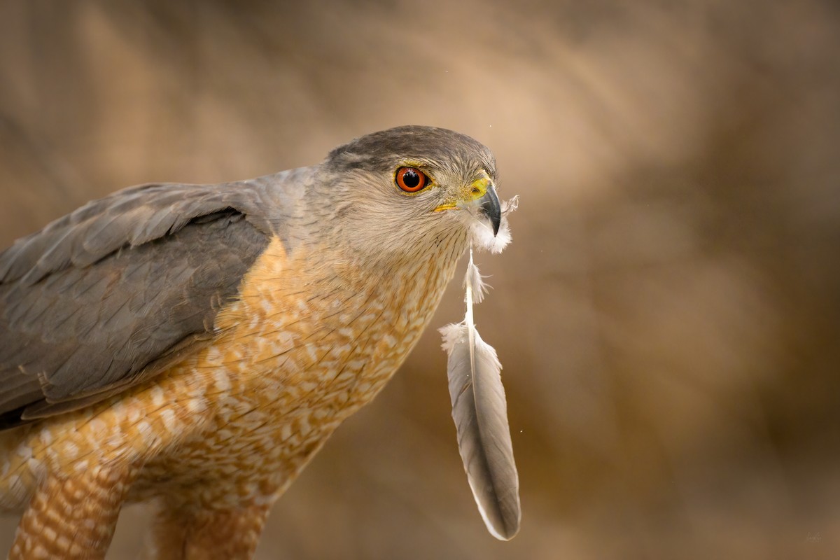Cooper's Hawk - Daniel Grossi