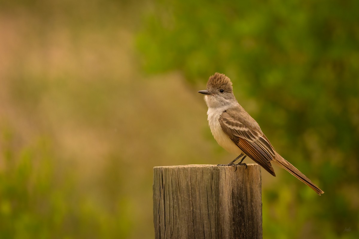 Ash-throated Flycatcher - Daniel Grossi