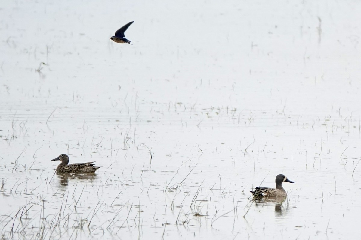 Blue-winged Teal - ML572282901