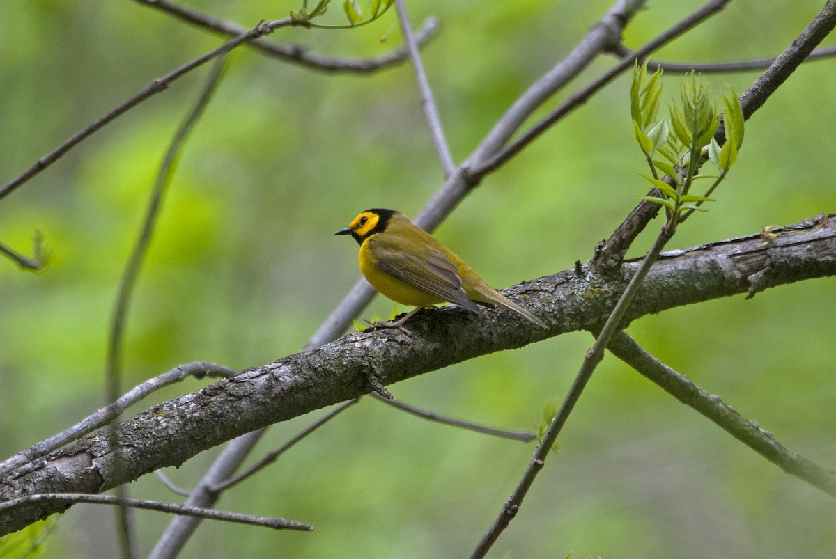 Hooded Warbler - ML572283281