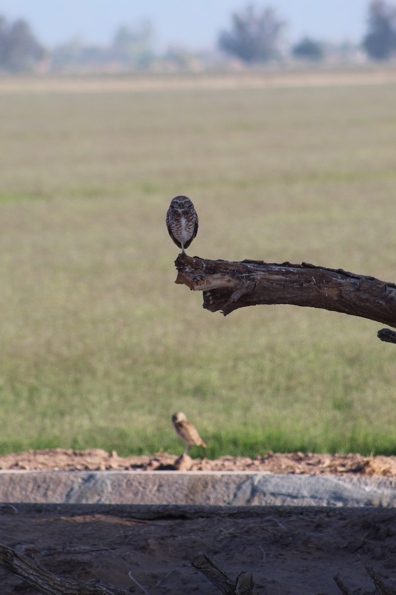 Burrowing Owl - Wally Birder