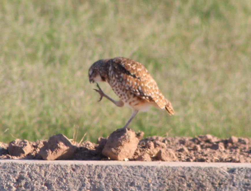 Burrowing Owl - Wally Birder