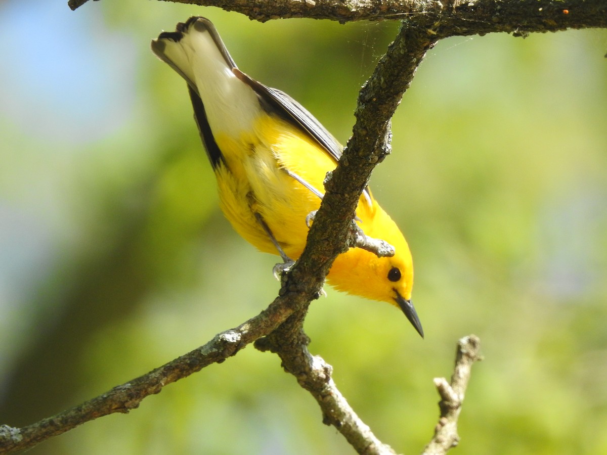 Prothonotary Warbler - ML572283571