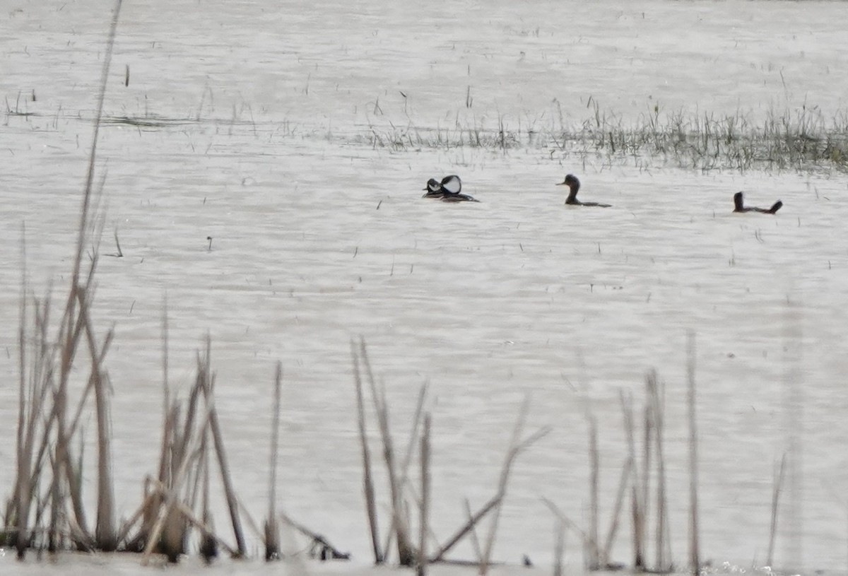 Hooded Merganser - ML572283821