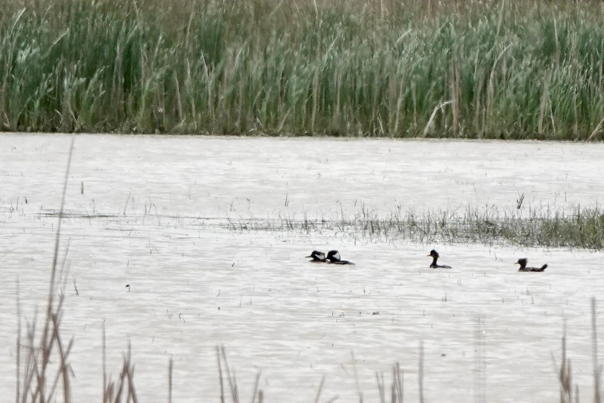 Hooded Merganser - ML572283831