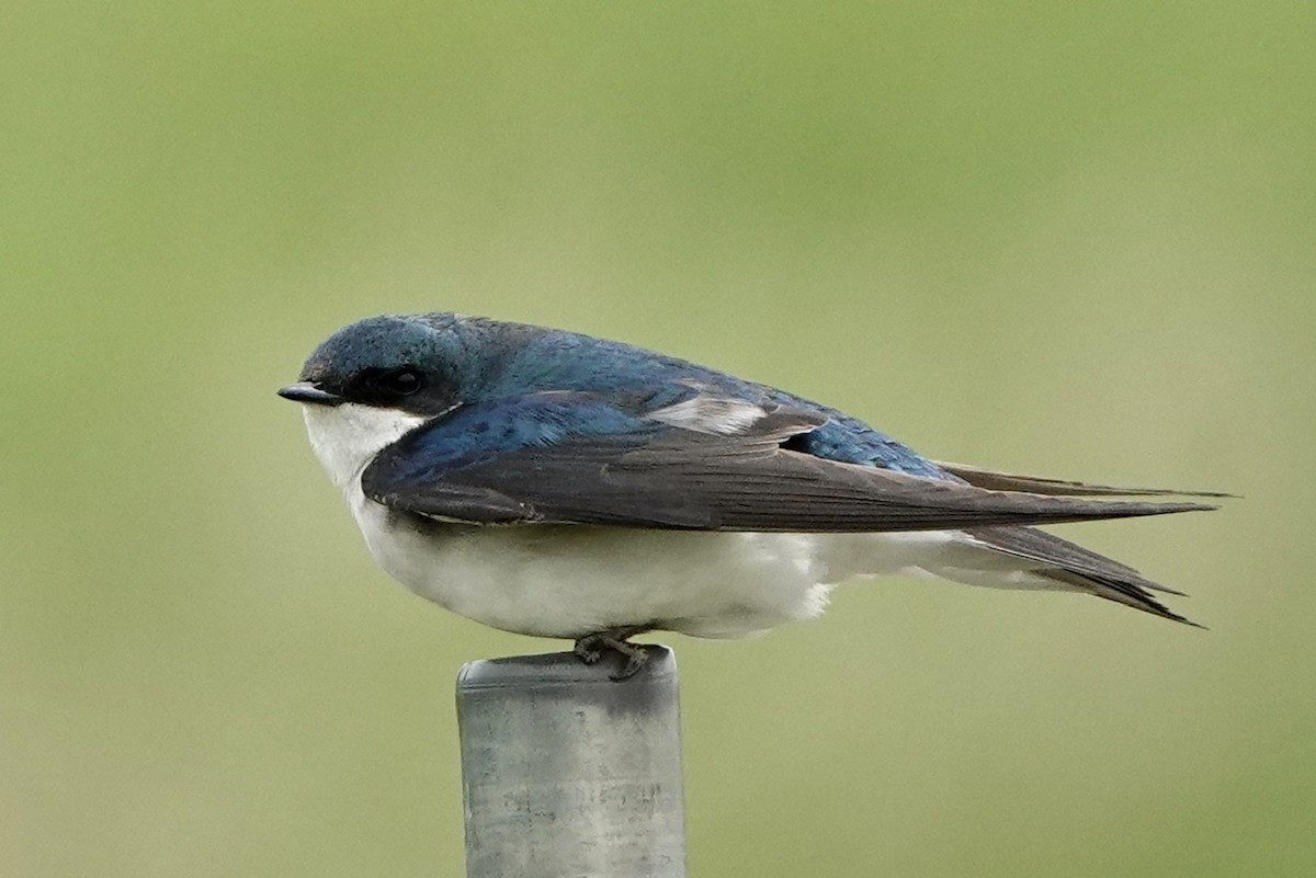 Tree Swallow - ML572284001