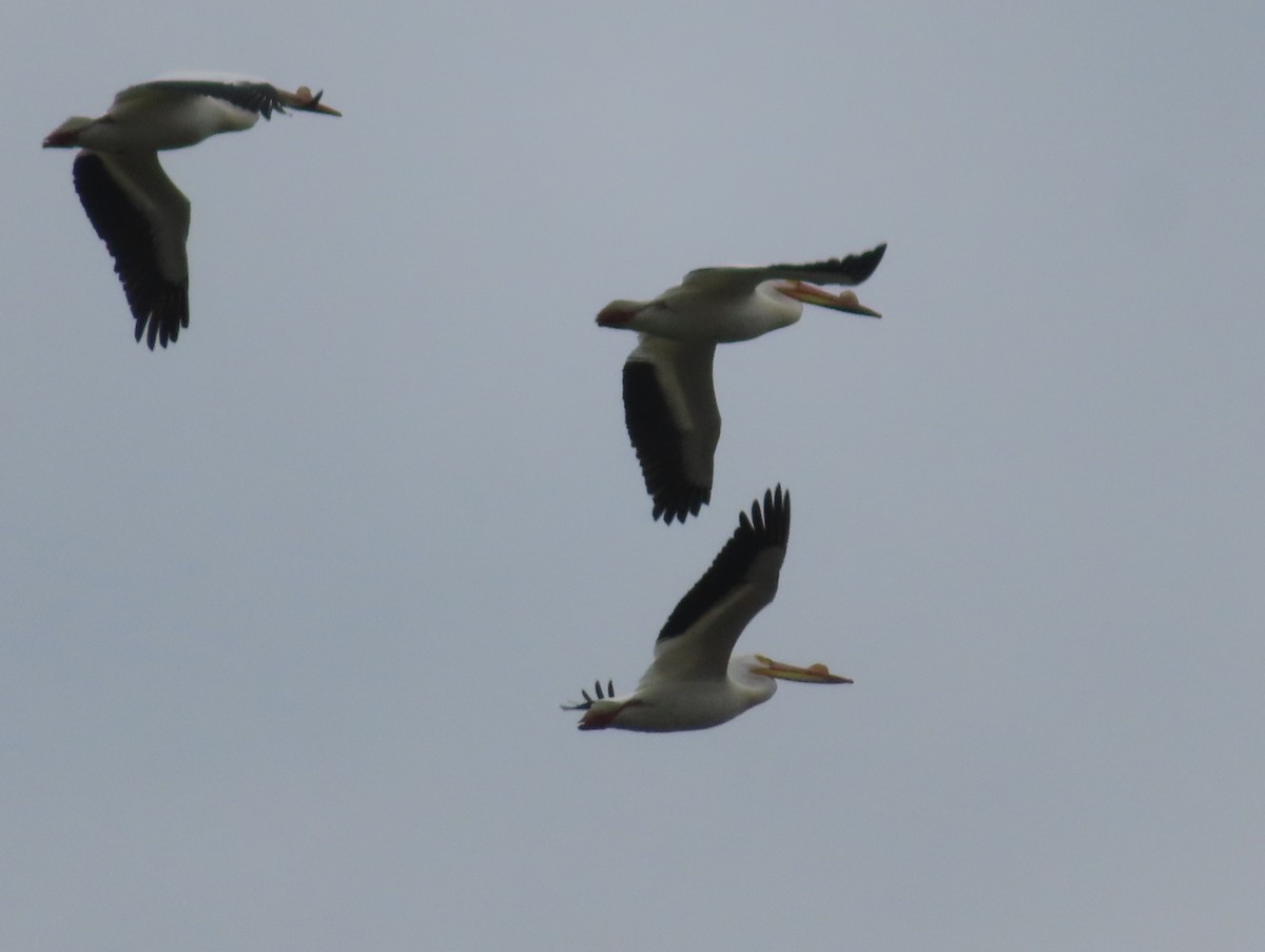 American White Pelican - ML572284511