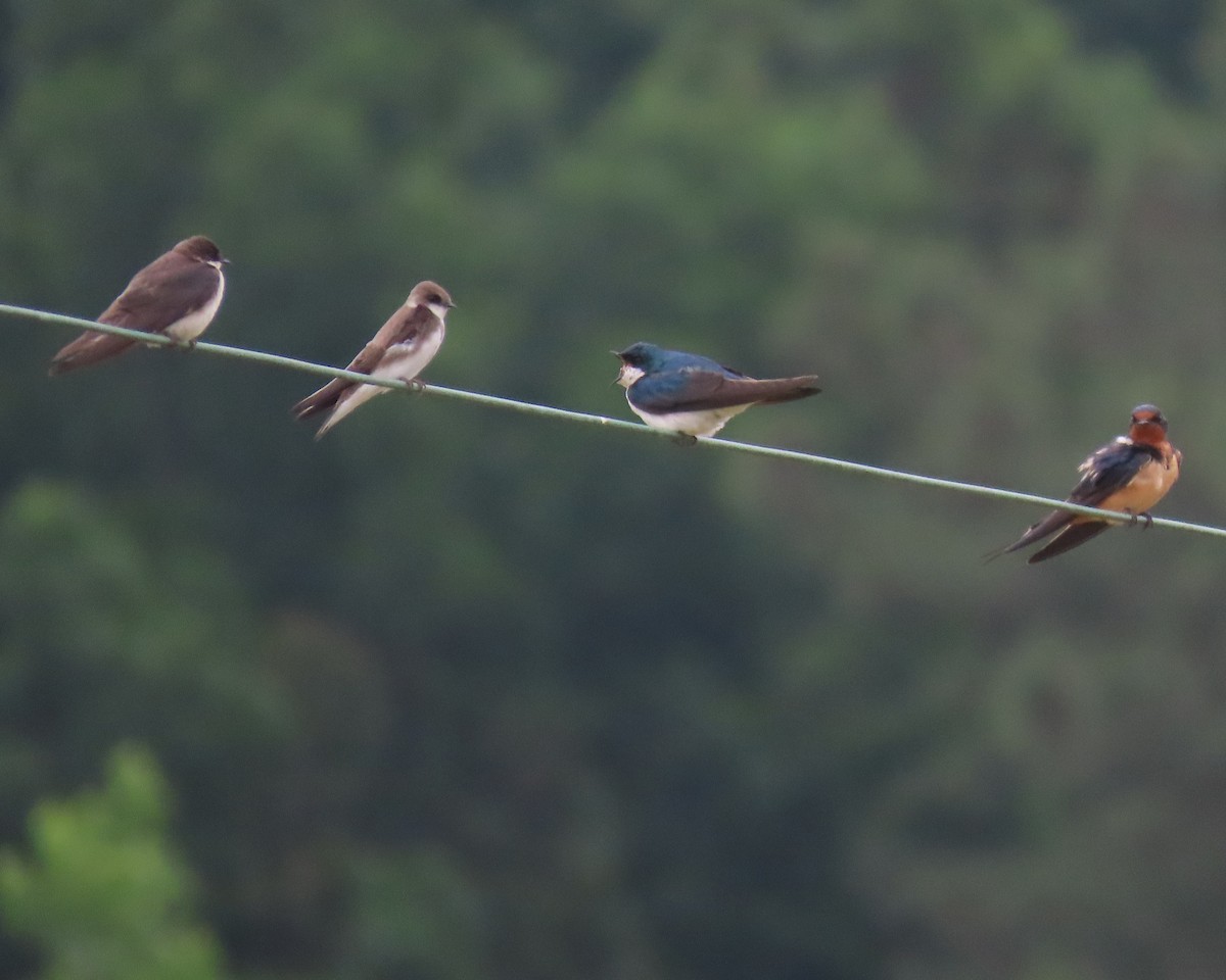 Tree Swallow - ML572285001