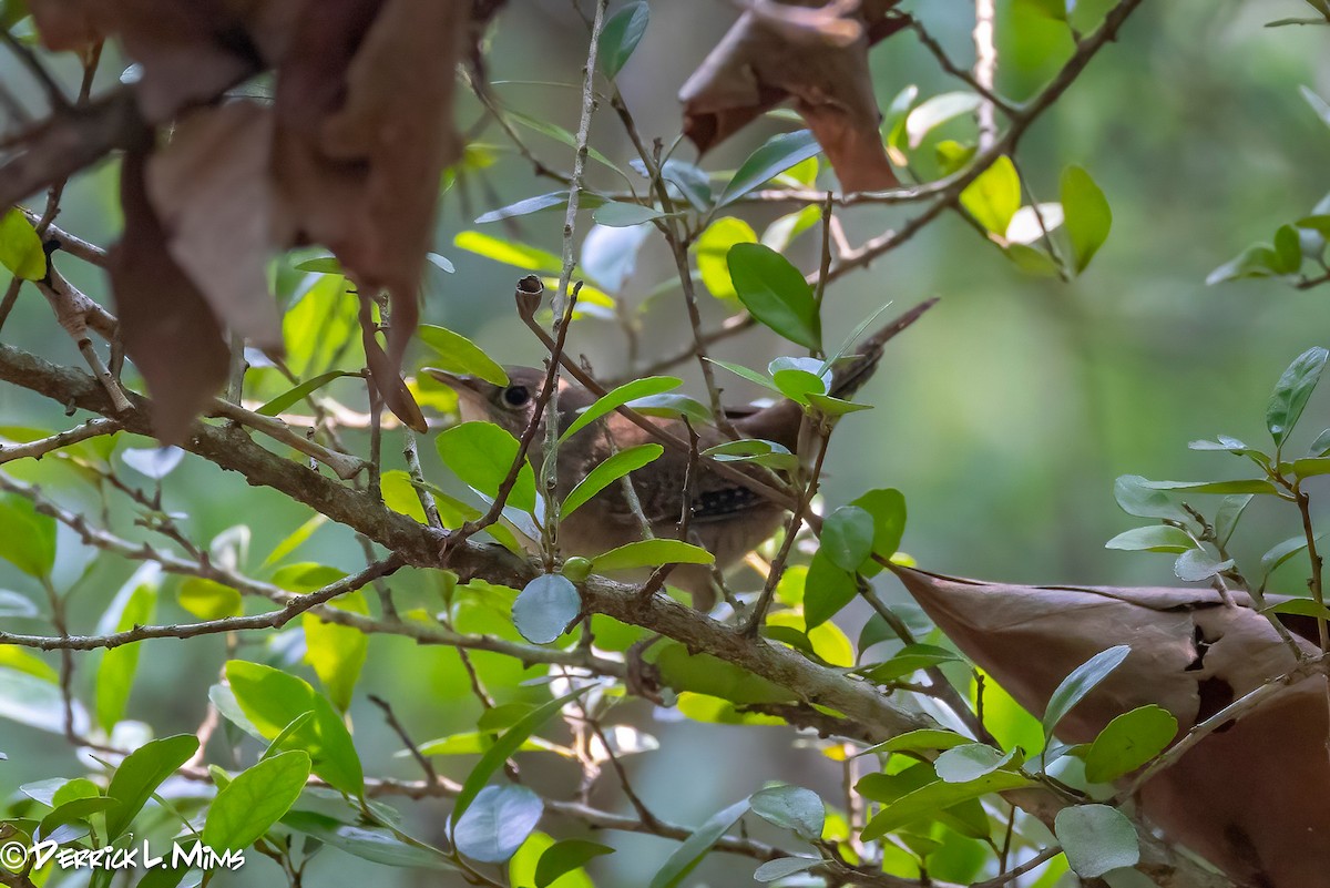 House Wren - ML572285041