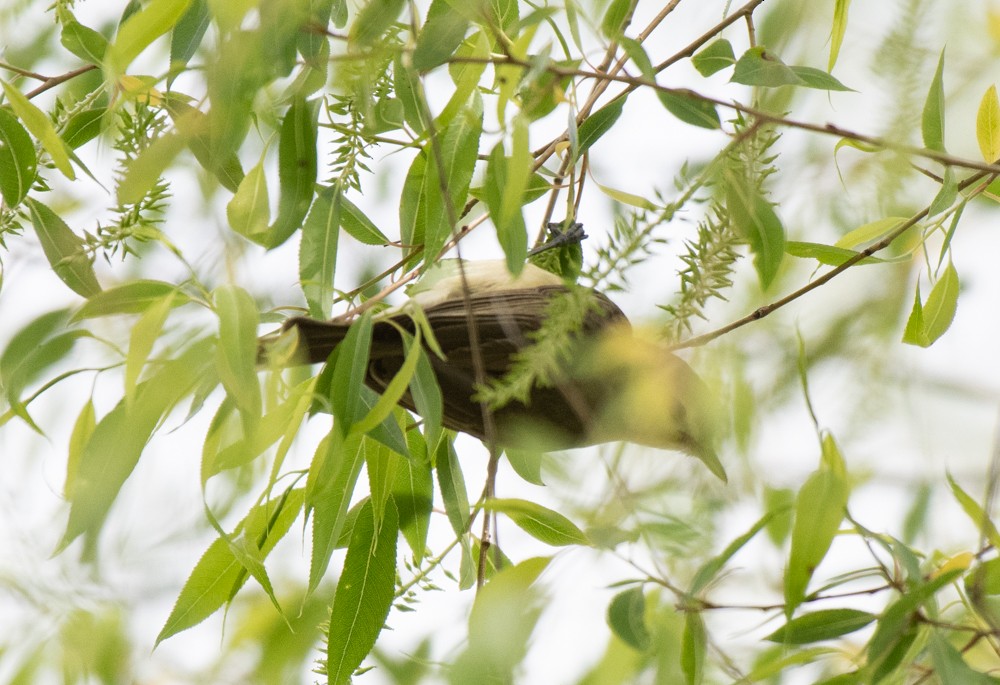 Warbling Vireo (Eastern) - ML572285071