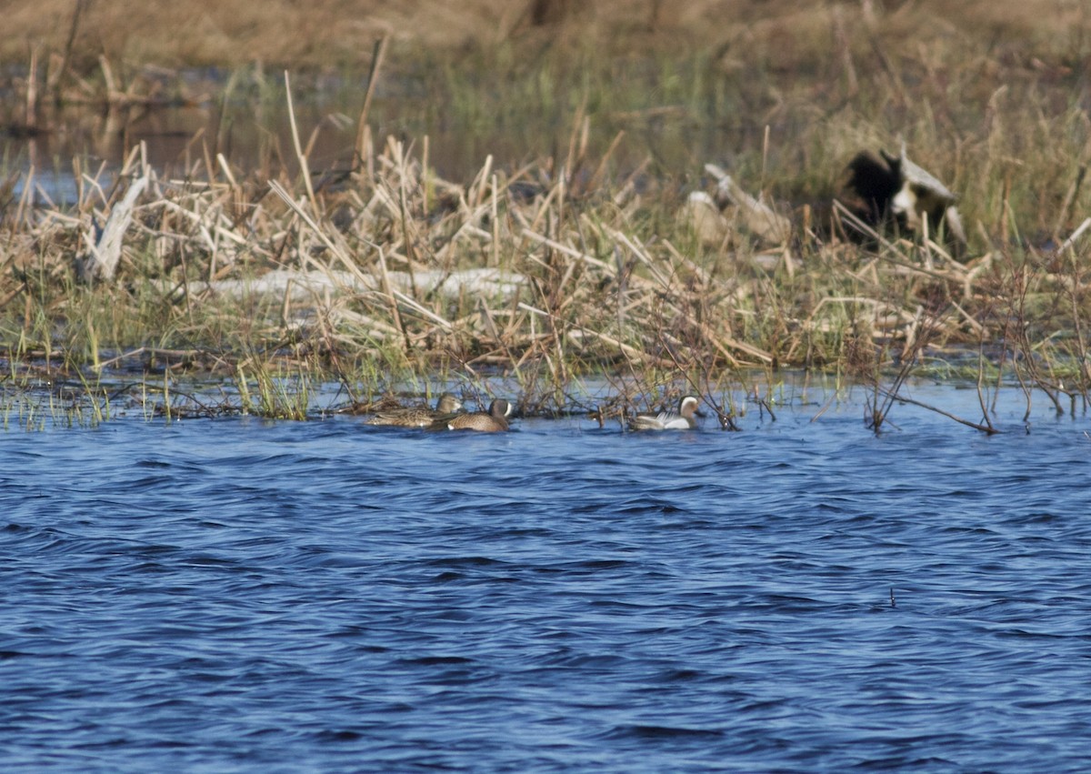 Garganey - ML57228531