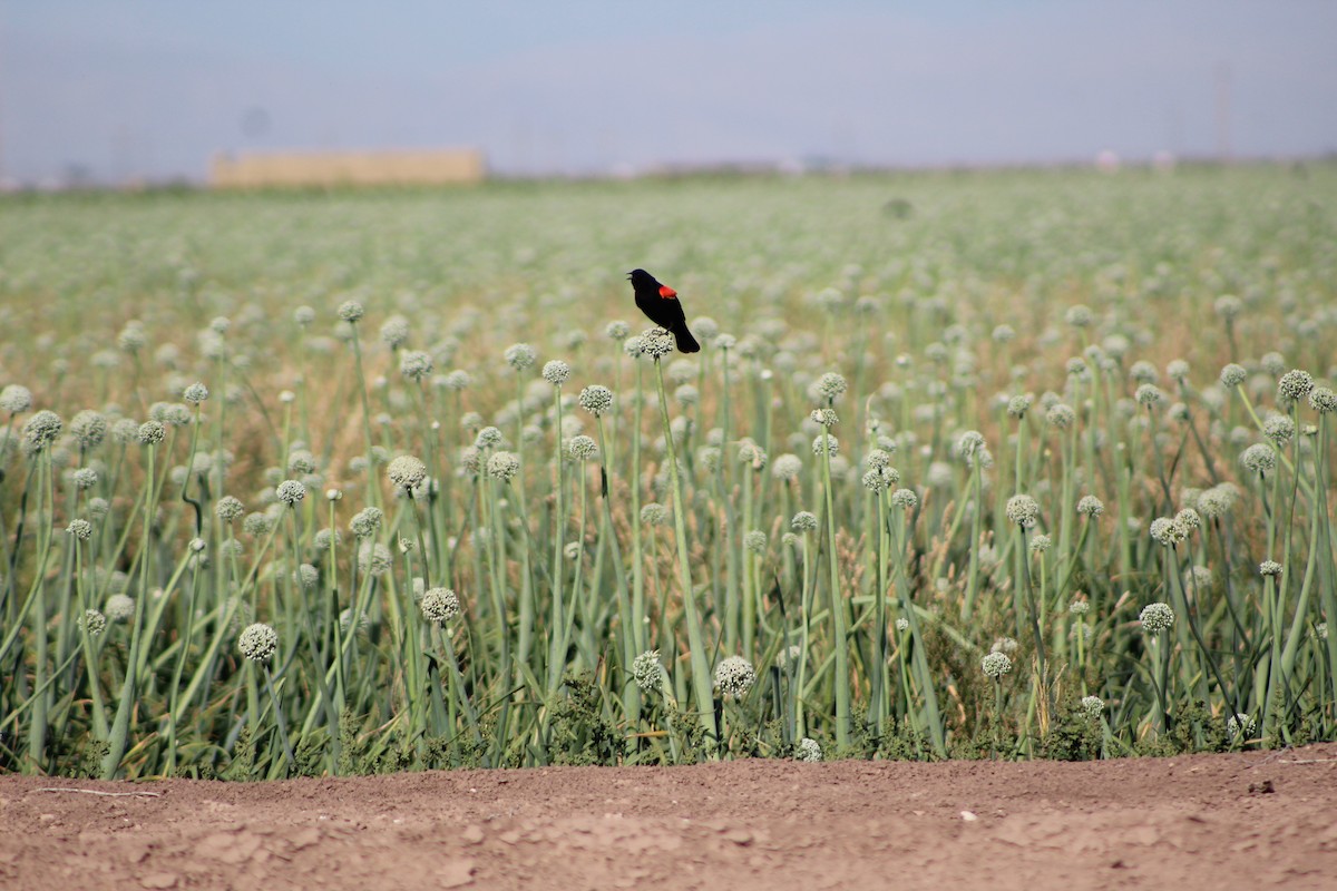 Red-winged Blackbird - ML572285351