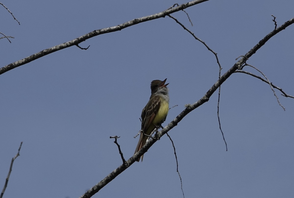 Great Crested Flycatcher - ML572285421