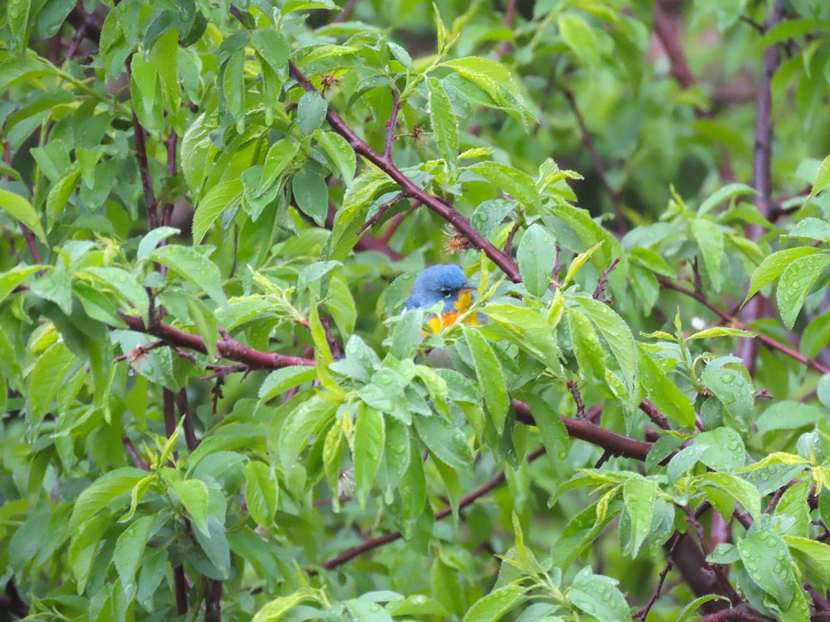 Northern Parula - ML572285561