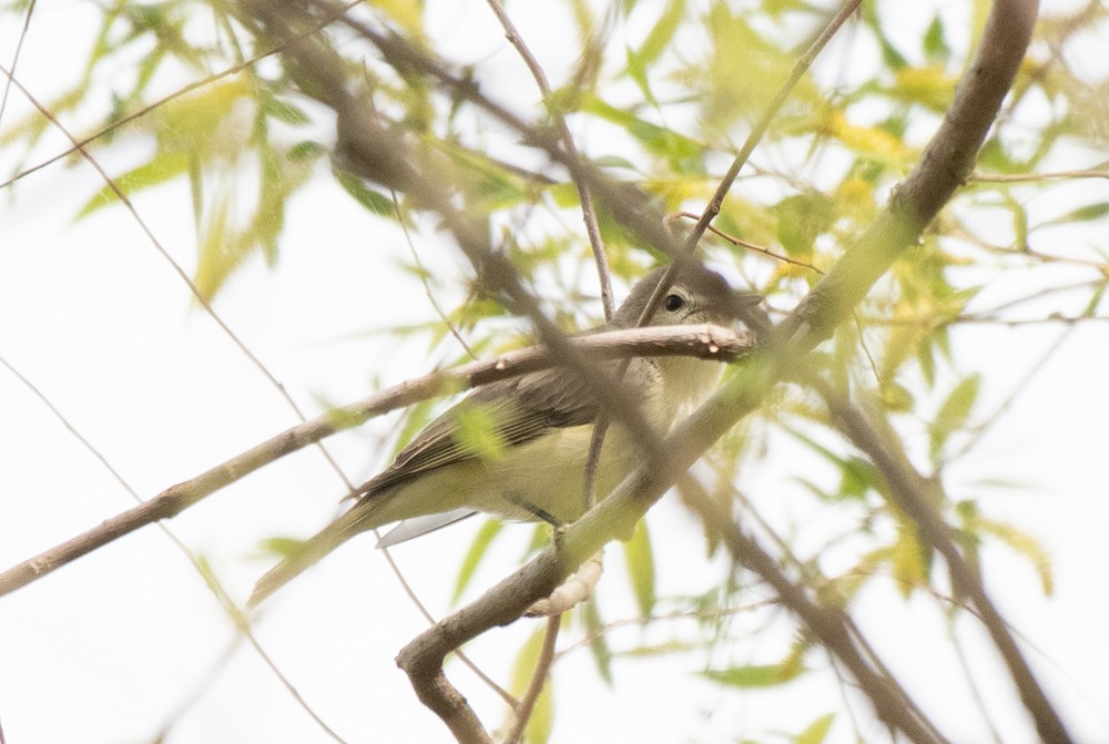 Warbling Vireo (Eastern) - ML572285581