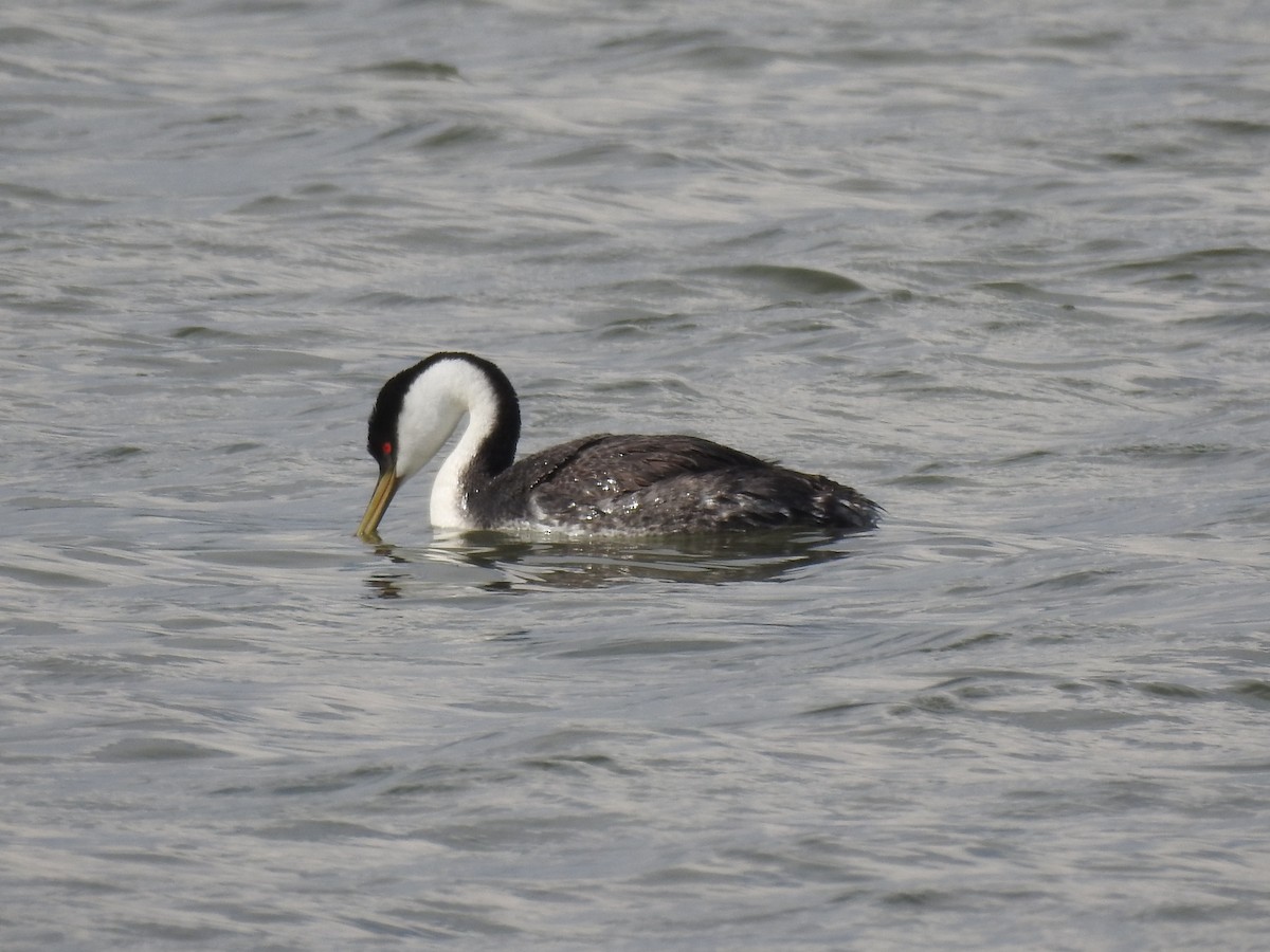 Western Grebe - ML57228611