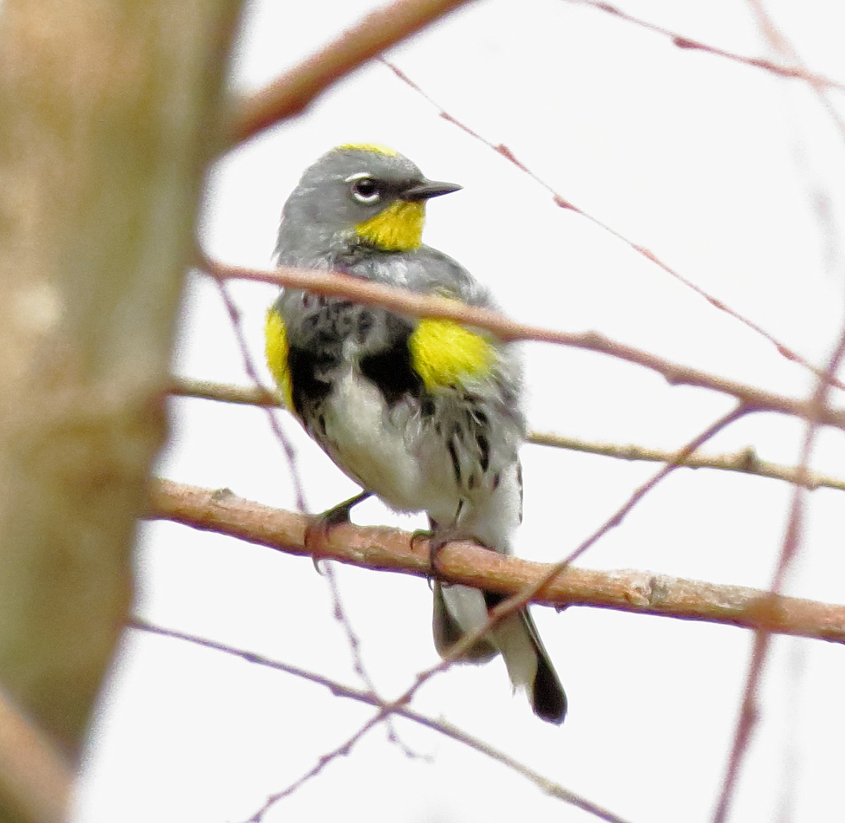 Yellow-rumped Warbler (Audubon's) - Bill Carrell