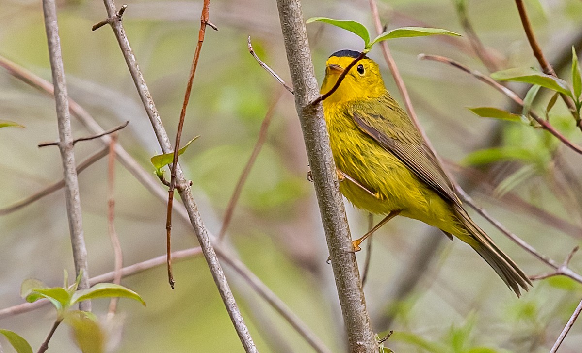 Wilson's Warbler - ML572287391