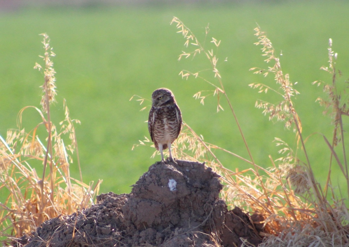 Burrowing Owl - Wally Birder