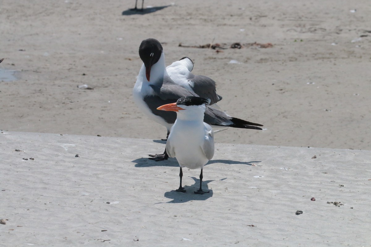 Royal Tern - ML57228881