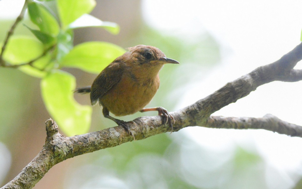 House Wren (Dominica) - ML572289401