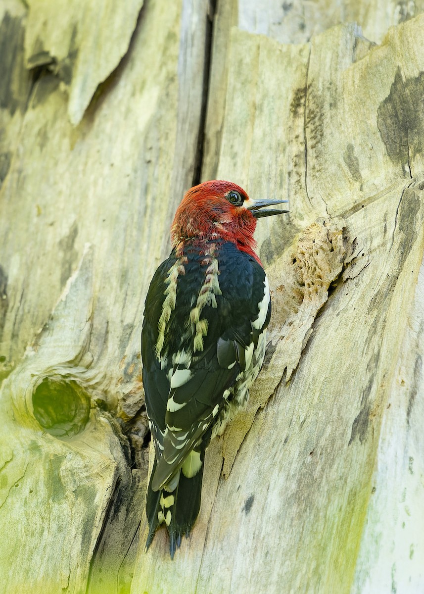 Red-breasted Sapsucker - ML572290461