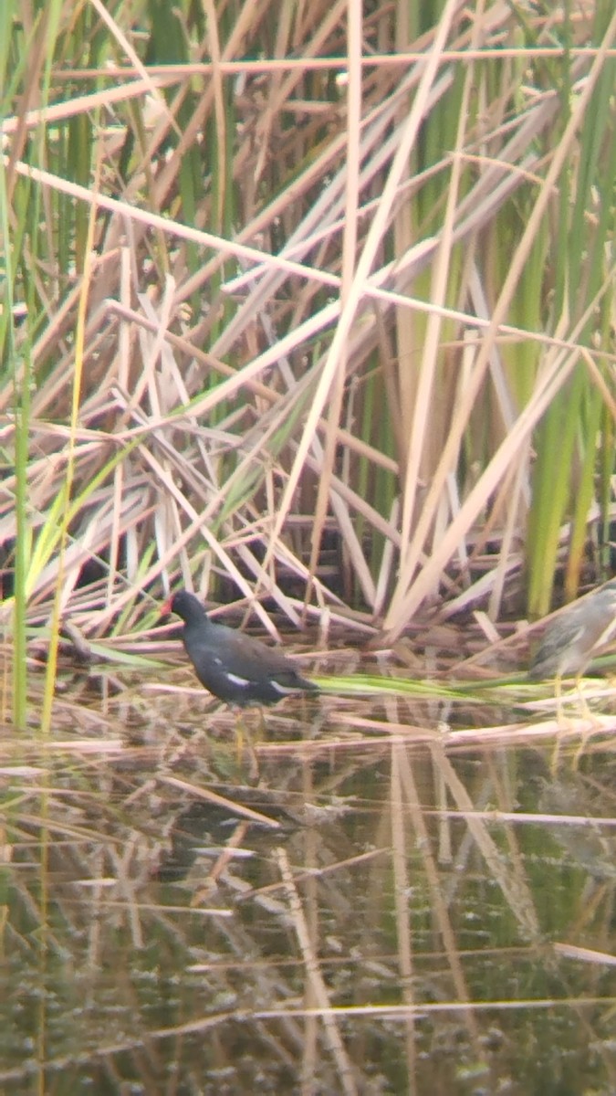 Common Gallinule - ML572291741