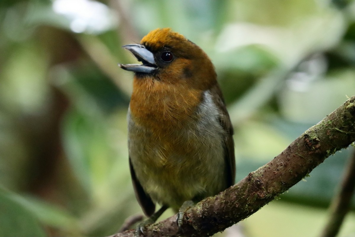 Prong-billed Barbet - ML572291921