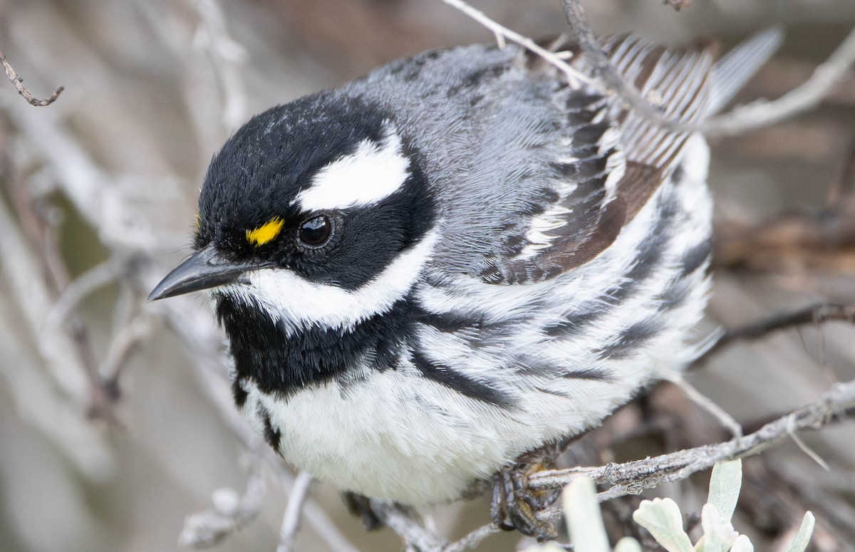 Black-throated Gray Warbler - ML572292151