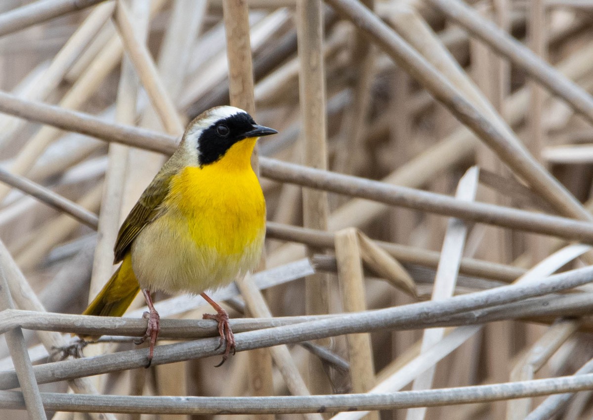 Common Yellowthroat - ML572293291